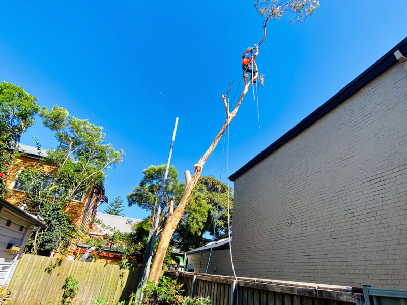 Cutting Edge Tree Maintenance