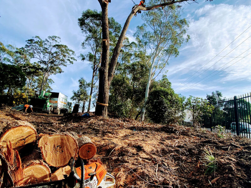 Cutting Edge Tree Maintenance