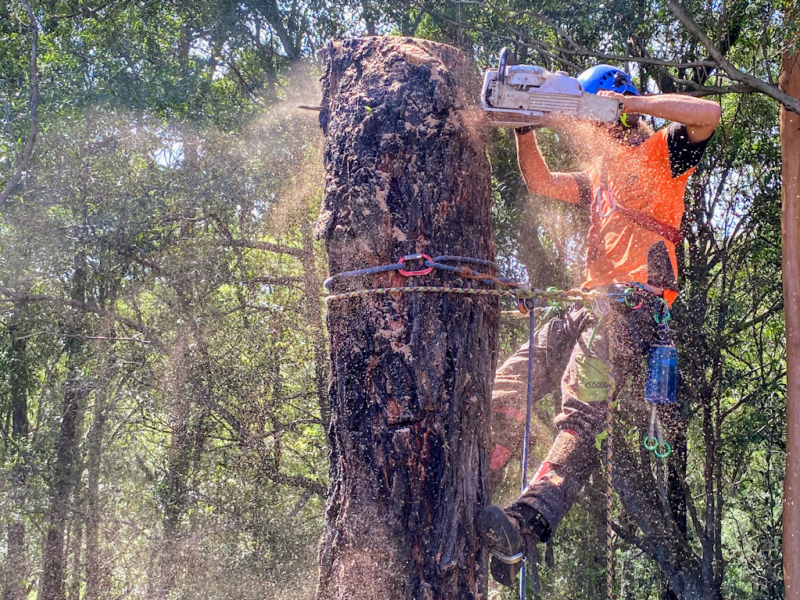 Cutting Edge Tree Maintenance