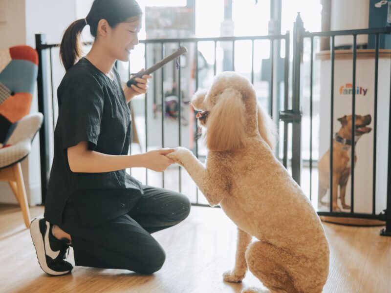 Alphapet Grooming