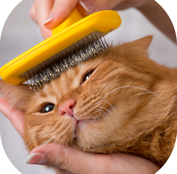 Alphapet Grooming