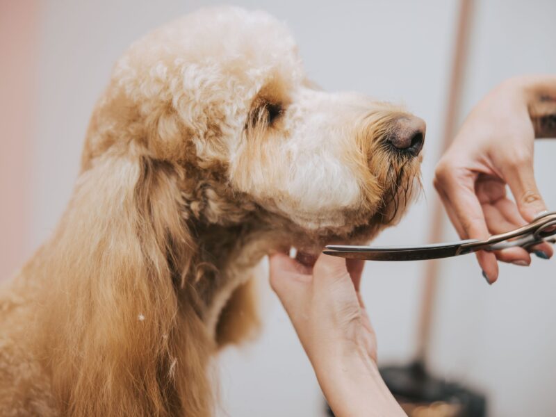 Alphapet Grooming