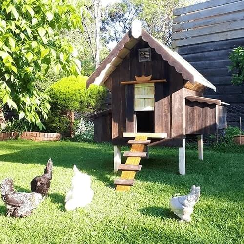 My Cosy Coop