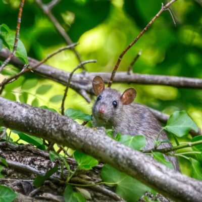 Commercial Pest Control Canberra