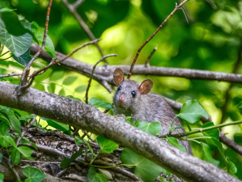 Commercial Pest Control Canberra