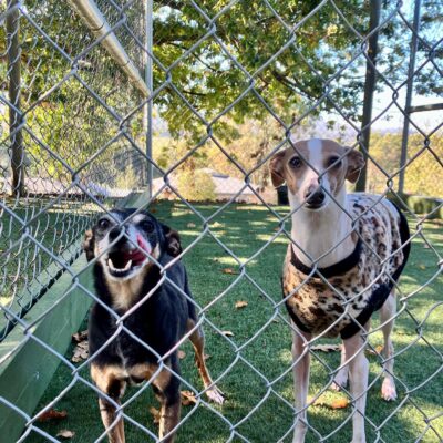 Trusted Dog Boarding Melbourne – A Dogs Domain and Cats Too