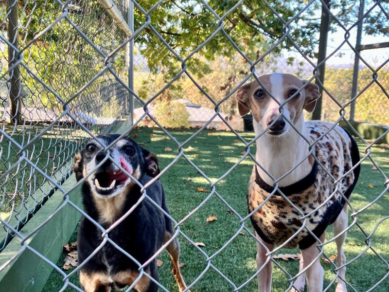 Trusted Dog Boarding Melbourne – A Dogs Domain and Cats Too