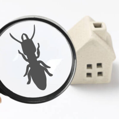 Ace Termite Solutions - Termite Inspection Ferntree Gully