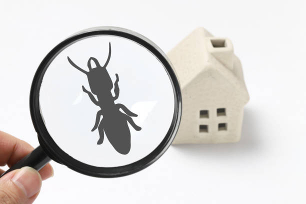 Ace Termite Solutions - Termite Inspection Ferntree Gully