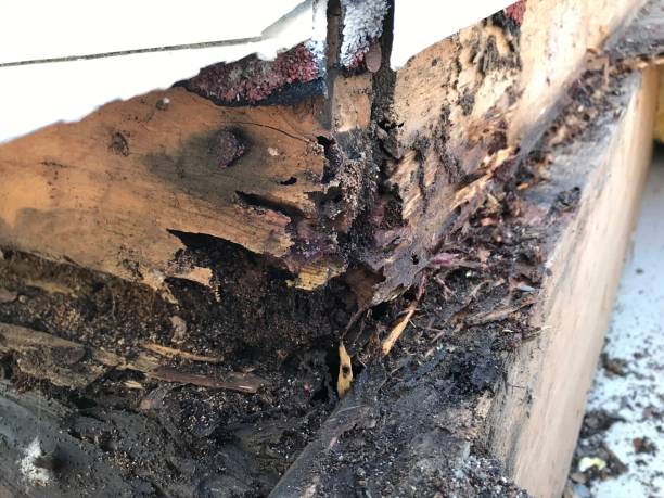 Ace Termite Solutions - Termite Inspection Ferntree Gully