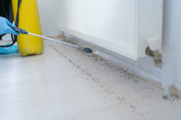 Ace Termite Solutions - Termite Inspection Ferntree Gully